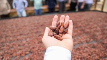 Municipios del norte del Huila consolidan su producción cacaotera 