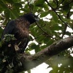 Se lanzó el 5° Festival de Aves del Paisaje Cafetero