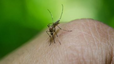 Siguen en aumento casos de dengue en Yopal con siete nuevos casos