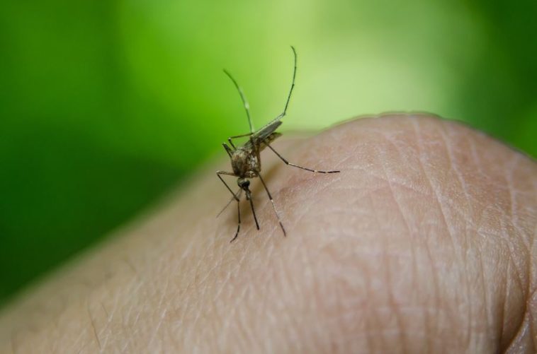 Siguen en aumento casos de dengue en Yopal con siete nuevos casos