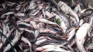 Los pescadores señalaron que la pesca indiscriminada ha exacerbado la mortandad de diversas especies en las aguas del Magdalena.