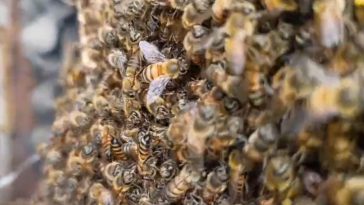 Bomberos controlaron un enjambre de abejas en la comuna Ciudadela del Norte