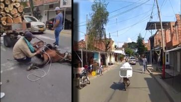 Con el sol inclemente y "cargas crueles"; el peso de la indiferencia con los caballos en Jamundí y Villa Rica