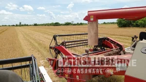 Créditos de la banca privada para el sector arrocero de Casanare