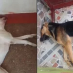 Denuncian envenenamiento de mascotas en Fusagasugá, Cundinamarca