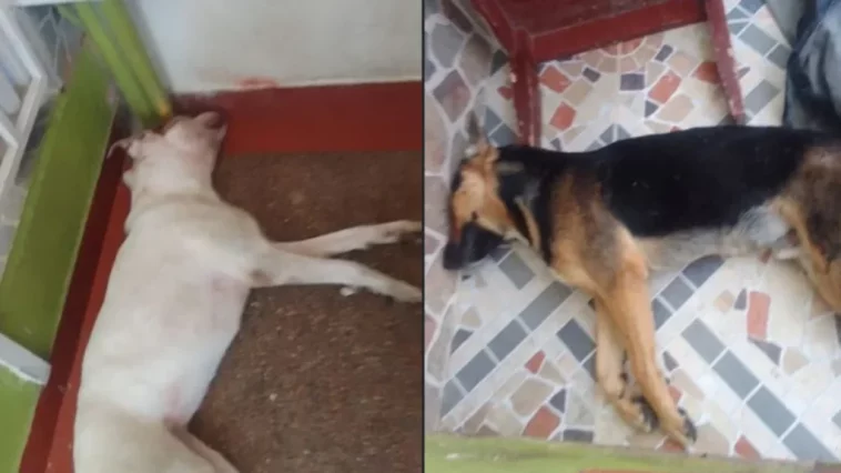 Denuncian envenenamiento de mascotas en Fusagasugá, Cundinamarca