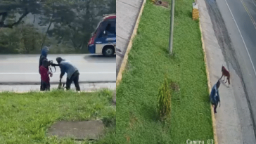 Denuncian que caminantes intentaron robar un perro, golpeándolo severamente antes de abandonarlo sin vida