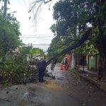 Emergencias en Neiva por caída de árboles en varios sectores de la ciudad