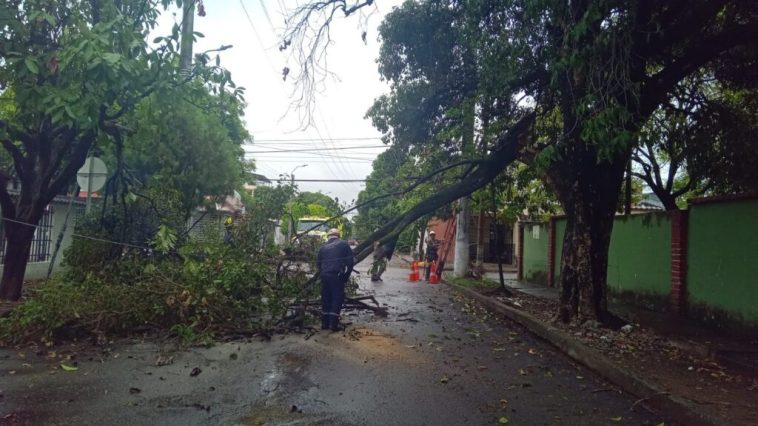 Emergencias en Neiva por caída de árboles en varios sectores de la ciudad