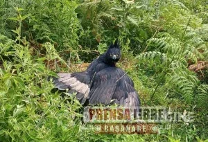 Gran operativo ambiental para salvar un Águila real herida en el Meta