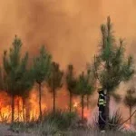 Incendios forestales aumentan el calentamiento de la superficie terrestre revela estudio