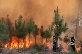 Incendios forestales aumentan el calentamiento de la superficie terrestre revela estudio