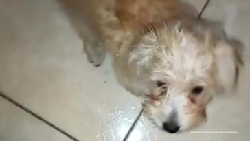 Judicializan a mujer que lanzó al perrito de su ex desde un piso 12 La Fiscalía General de la Nación presentó ante un juez de control de garantías a Paola Andrea Rodríguez, acusada de causar la muerte de un perro de un año y dos meses llamado ‘Monster’ en Bello, Antioquia.