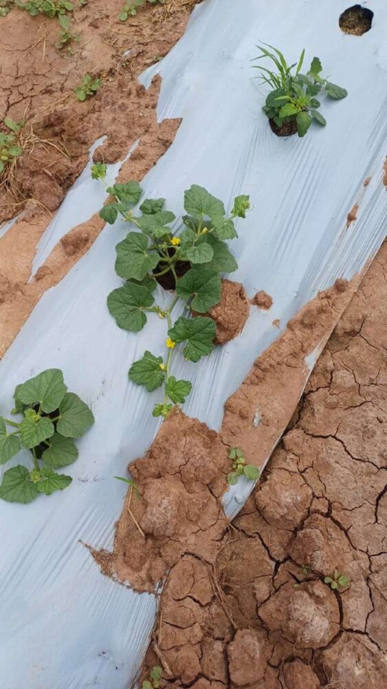 La Guajira Y Santander: Los Dos Grandes Tesoros De Energía Solar Que Tiene El País