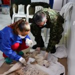 Mas de 150 animales de compañía fueron esterilizados en San Andrés