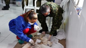 Mas de 150 animales de compañía fueron esterilizados en San Andrés