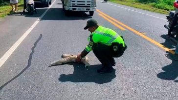 Patrullero rescató a osa perezosa en la vía Lorica – San Antero