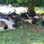 Rayo cobra la vida de 38 vacas durante tormenta