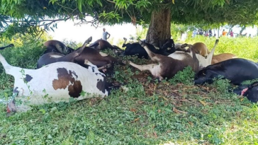 Rayo cobra la vida de 38 vacas durante tormenta