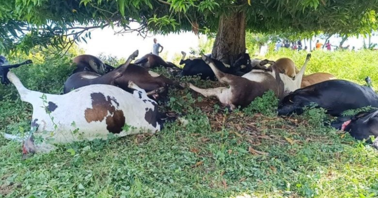 Rayo cobra la vida de 38 vacas durante tormenta