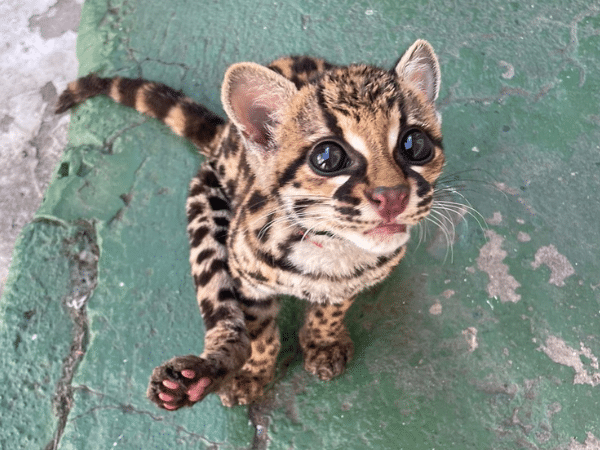 Rescatan Tigrillo cachorro en Samaniego, víctima del tráfico de fauna silvestre en Nariño