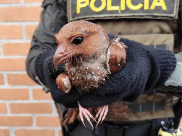 Rescate de Guácharo en peligro de extinción, lo reintegraron a su hábitat natural en Pasto