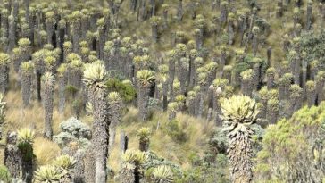 ¿Que tiene para mostrar el Huila en la COP 16 en cuanto el cuidado del medio ambiente?