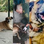 "A 'La Flaca' le dimos amor": Lloran la pérdida de la perrita que murió en el ataque en la Estación de Policía de El Patía, al sur del Cauca