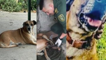 "A 'La Flaca' le dimos amor": Lloran la pérdida de la perrita que murió en el ataque en la Estación de Policía de El Patía, al sur del Cauca