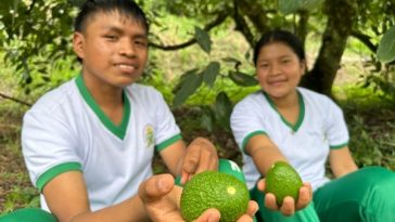 Aguacates producidos en un establecimiento educativo del Valle del Cauca conquistan mercados internacionales: los estudiantes son parte del proceso