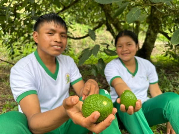 Aguacates producidos en un establecimiento educativo del Valle del Cauca conquistan mercados internacionales: los estudiantes son parte del proceso