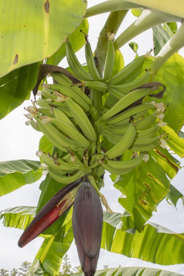 Apoyo para la producción de plátano en el Huila, comienza a dar sus primeros resultados.