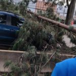 Árbol caído bloquea la calle 13 en la vía Mosquera-Bogotá y afecta a varios vehículos y un ciclista