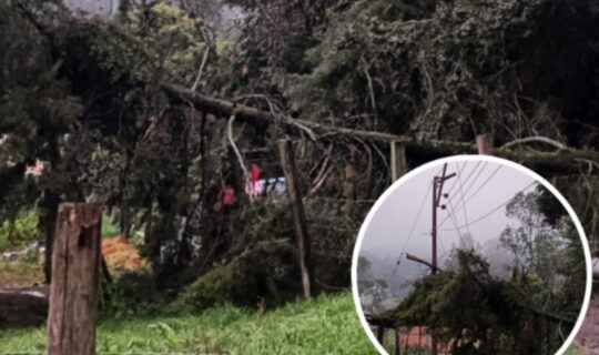 Árbol caído en zona rural de Facatativá pone en riesgo a la comunidad