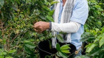 Buenas noticias para caficultores: el precio del café alcanza su nivel más alto en la última década El precio de la carga de café colombiano alcanzará los $2.505.000, un récord no visto en 13 años, impulsado por la baja oferta global y una cosecha favorable, beneficiando a los productores y la economía nacional.