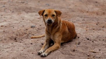 Centro de Bienestar Animal busca la atención y protección de animales abandonados en Neiva