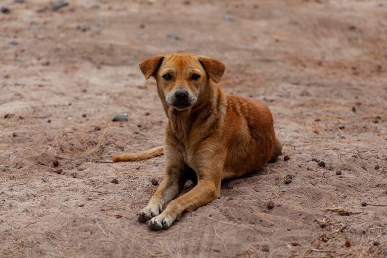 Centro de Bienestar Animal busca la atención y protección de animales abandonados en Neiva