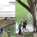 "Control de especies y protección de humedales": Dagma explica en comunicado de prensa la extracción de patos en el humedal El Retiro en Cali