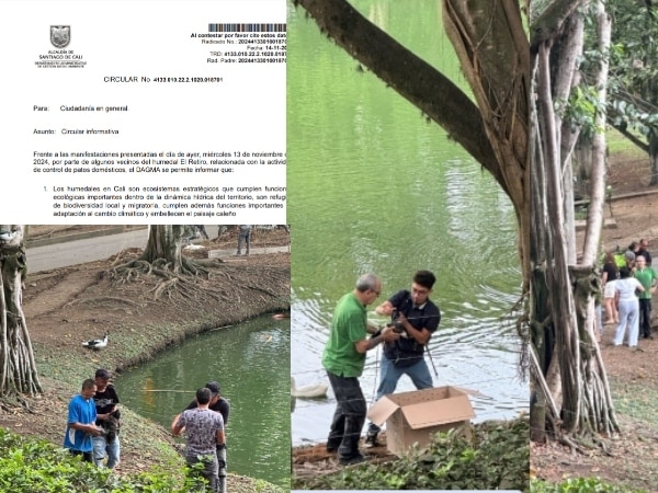 "Control de especies y protección de humedales": Dagma explica en comunicado de prensa la extracción de patos en el humedal El Retiro en Cali