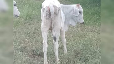 Dueña de finca denuncia serios daños ambientales por relleno sanitario en zona rural de Santa Ana