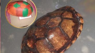 El cruel hecho del que fue víctima una tortuga en Tuluá