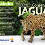 En el Día Internacional del Jaguar, Corporinoquia reafirma su compromiso con la conservación de este majestuoso felino