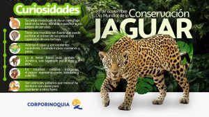 En el Día Internacional del Jaguar, Corporinoquia reafirma su compromiso con la conservación de este majestuoso felino