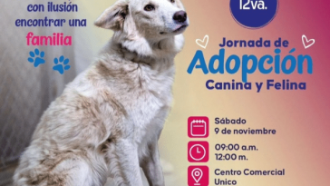 Este sábado 9 de noviembre gran jornada de adopción canina y felina en Pasto