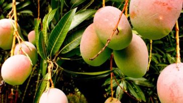 Exportadores de Mango samarios fortalecen conocimientos en Perú