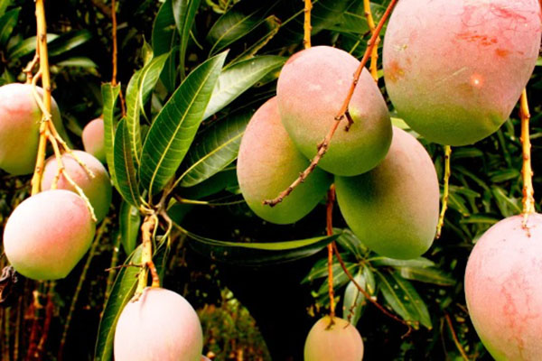 Exportadores de Mango samarios fortalecen conocimientos en Perú