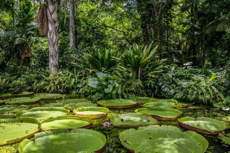 Amazonas