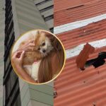 La increíble historia de París, el animal que sobrevivió a una caída de 12 pisos desde un edificio de Cali