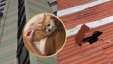 La increíble historia de París, el animal que sobrevivió a una caída de 12 pisos desde un edificio de Cali