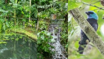 Mariposario, mirador y caminata en el bosque de la reserva Nirvana, en La Buitrera, Palmira